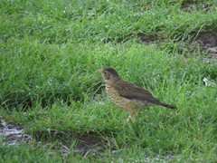 Turdus falcklandii