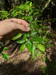 Carpinus caroliniana image