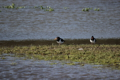 Haematopus ostralegus