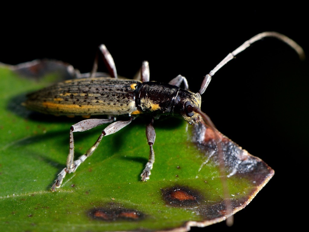 Xylotoles