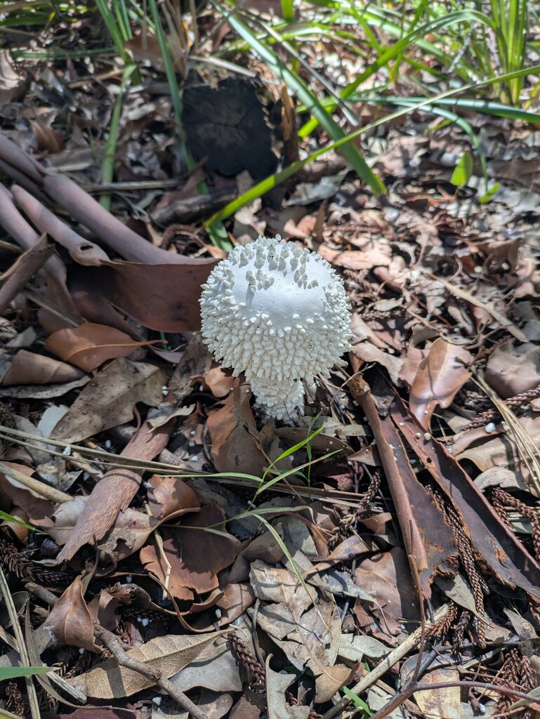 Amanita pyramidifera · March 2026 · photo: © haydenj (iNaturalist, cc-by)