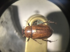 Aspidolea singularis