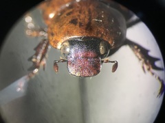 Aspidolea singularis