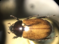 Cyclocephala melanocephala