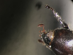 Cyclocephala melanocephala