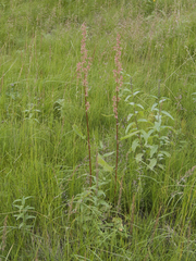 Rumex aquaticus protractus