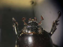 Cyclocephala melanocephala