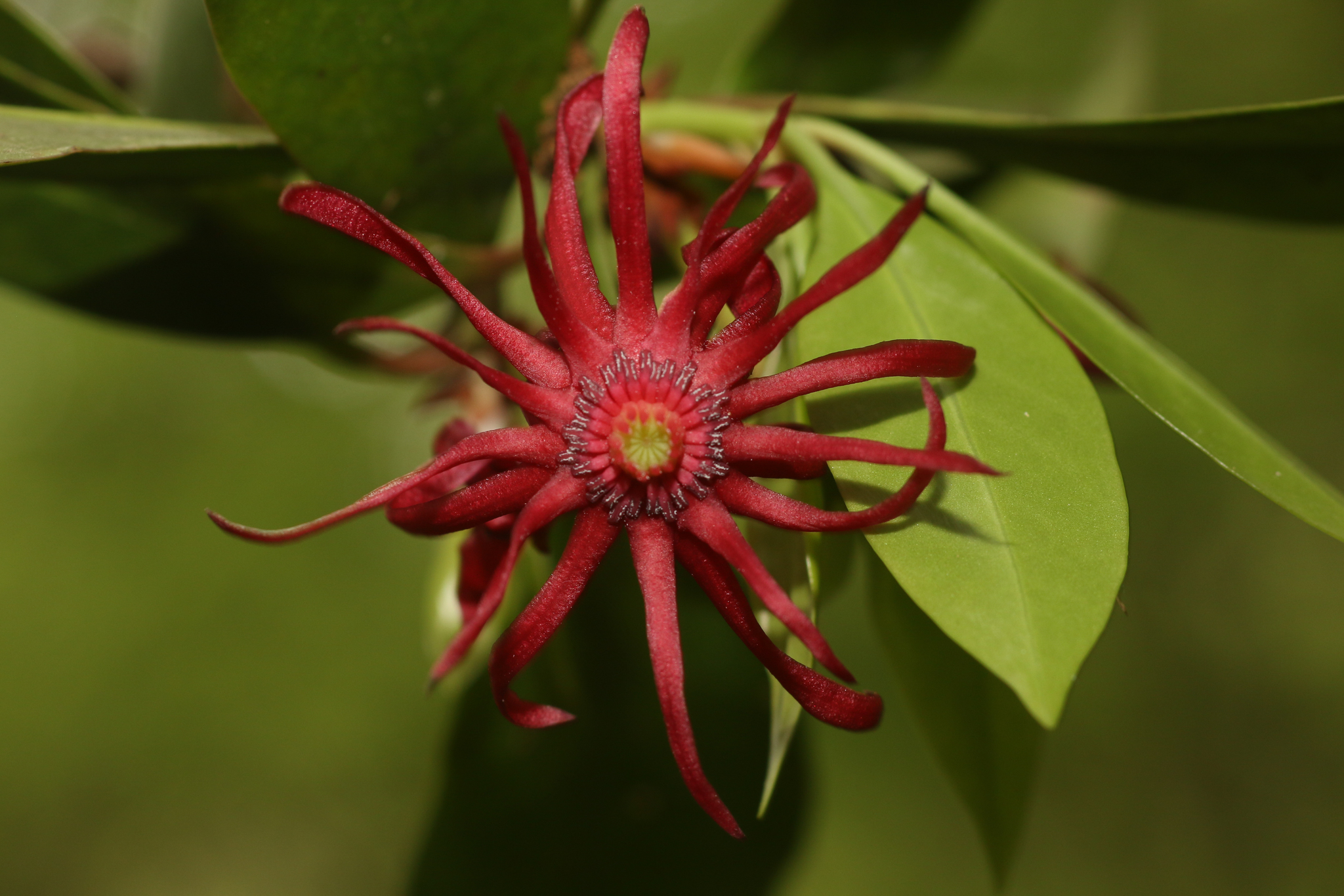 Illicium floridanum