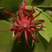 Florida Anise - Photo (c) Logan Crees, some rights reserved (CC BY-NC), uploaded by Logan Crees