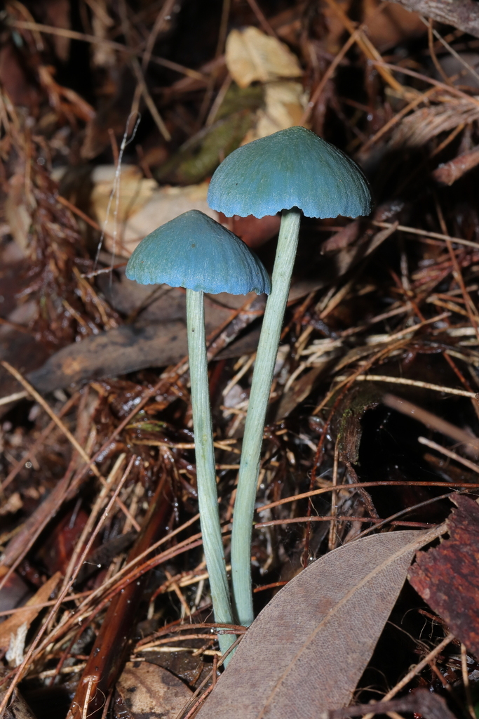 Entoloma virescens · April 2026 · photo: © haydenj (iNaturalist, cc-by)
