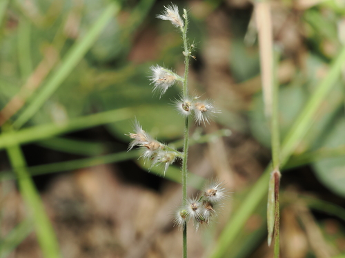 Urochloa holosericea observed 2026-04-14