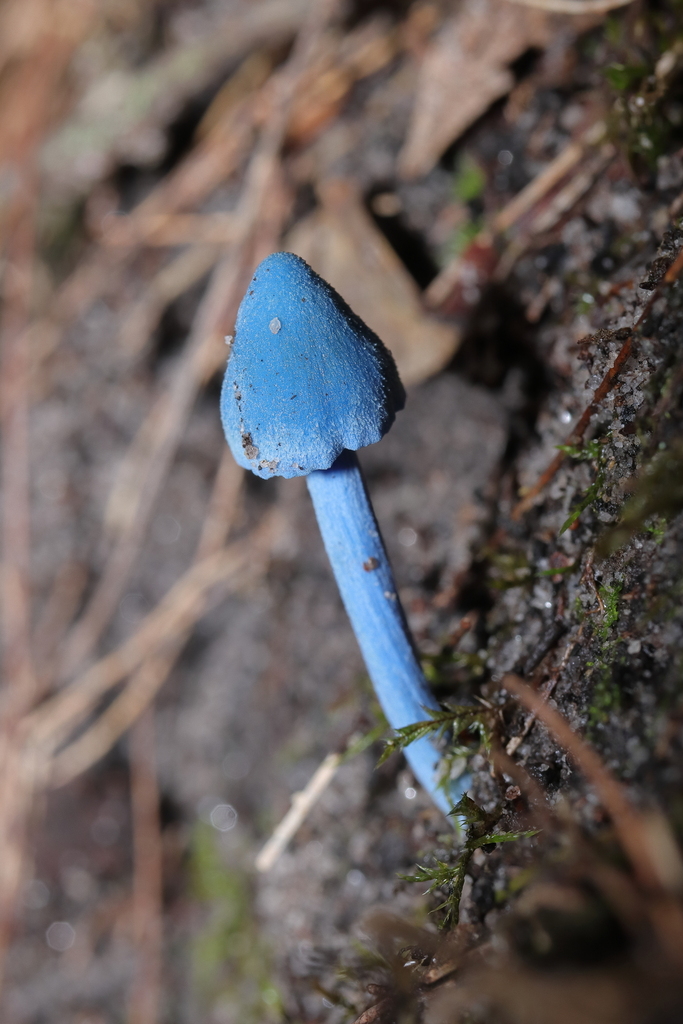 Entoloma virescens · April 2026 · photo: © haydenj (iNaturalist, cc-by)