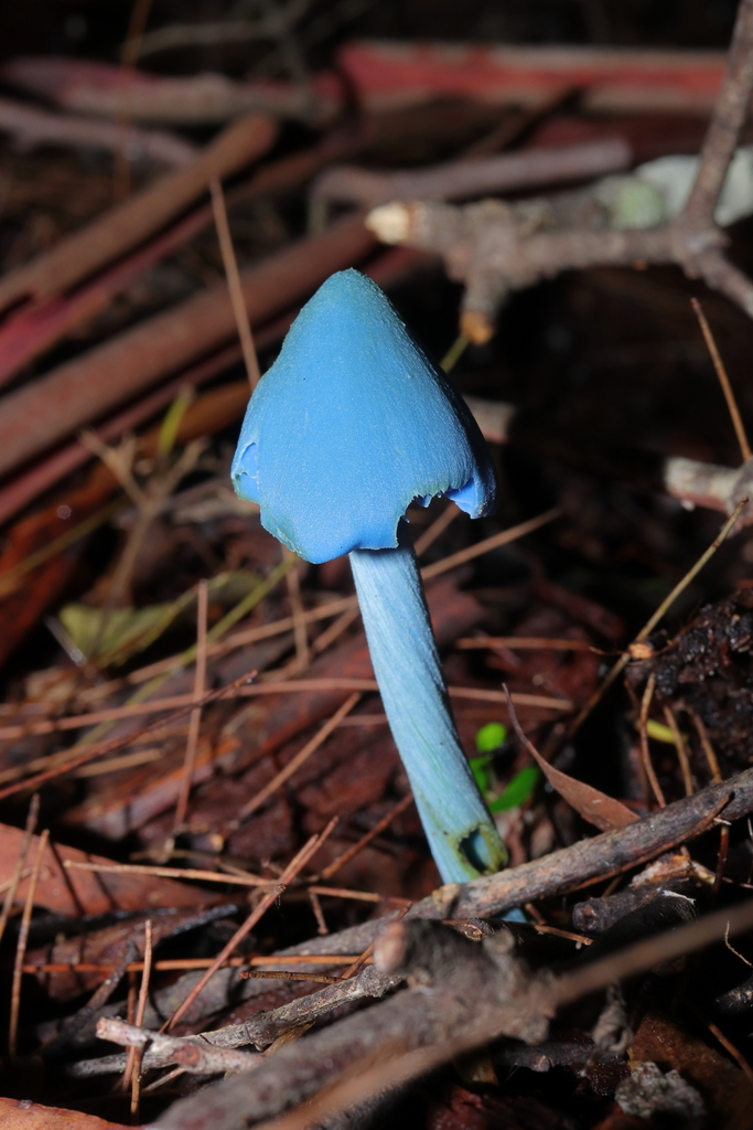 Entoloma virescens · April 2026 · photo: © haydenj (iNaturalist, cc-by)
