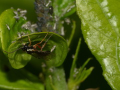 Ichneumonidae