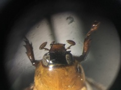 Cyclocephala almitana