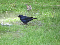 Molothrus bonariensis