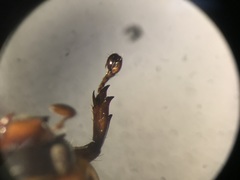 Cyclocephala almitana