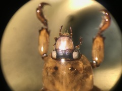 Cyclocephala discolor