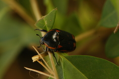 Pachnoda interrupta