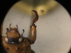 Cyclocephala discolor