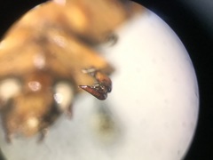 Cyclocephala discolor