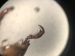 Cyclocephala discolor