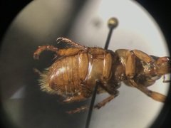 Cyclocephala discolor