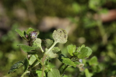 Peronospora arvensis