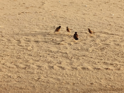 Common Myna