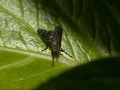 Platystoma seminationis