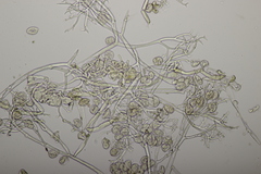 Peronospora arvensis