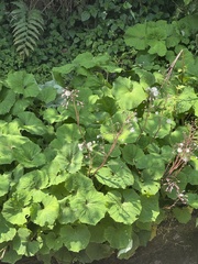 (c) chrisdt, some rights reserved (CC BY) Petasites formosanus, photograph (c) chrisdt, some rights reserved (CC BY)