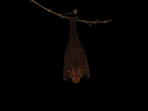 Rhinolophus trifoliatus