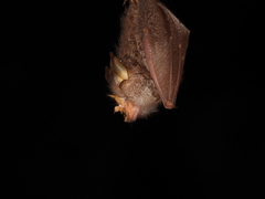 Trefoil Horseshoe Bat photo 2