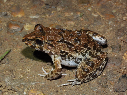 Fejervarya cancrivora