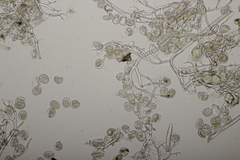Peronospora arvensis