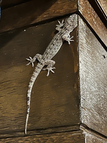 Gekko monarchus