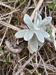 Pseudognaphalium adnatum