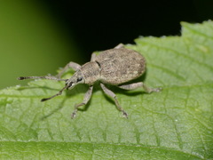 Peritelus sphaeroides