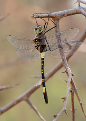 Phyllomacromia contumax