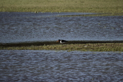 Haematopus ostralegus