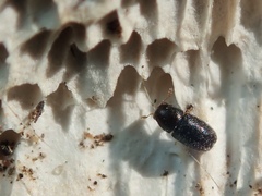 Sulcacis fronticornis