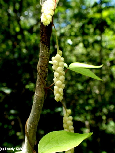 Dioscorea quartiniana