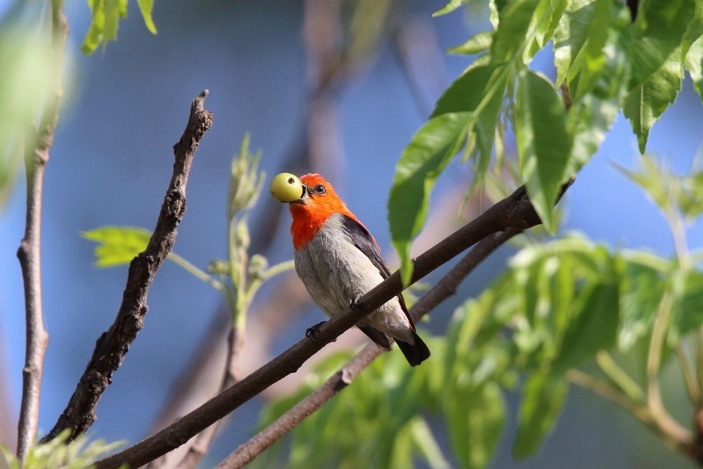 Typical Flowerpeckers