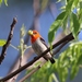 Scarlet-headed Flowerpecker - Photo (c) oldman19510, some rights reserved (CC BY-NC), uploaded by oldman19510