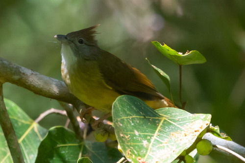 Puff-throated Bulbul (Alophoixus pallidus), photo 10
