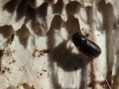 Sulcacis fronticornis