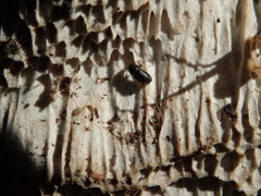 Sulcacis fronticornis