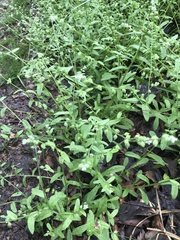 Myosotis macrosperma