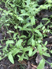 Myosotis macrosperma